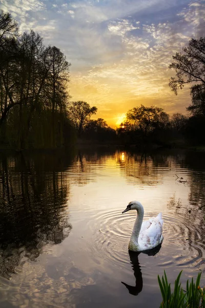 Beautiful Sunrise Vondelpark Amsterdam Netherlands — Stock Photo, Image