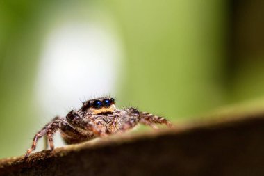 Salticidae familyasından zıplayan bir örümceğin Macro yakın çekimi.