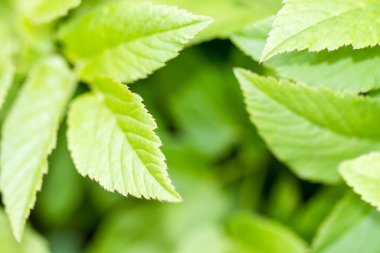 Yeşil yapraklar yakın plan görünüm