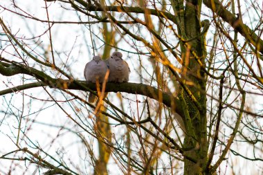 Birbirine aşık iki güvercin ağaç dalında oturuyor. 