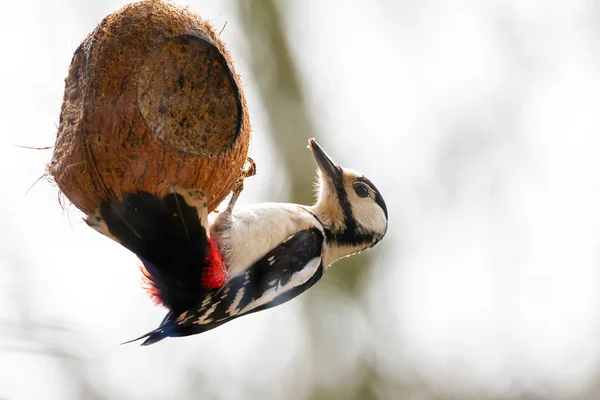 Grand Pic Maculé Dendrocopos Major Butinant Dans Arbre — Photo