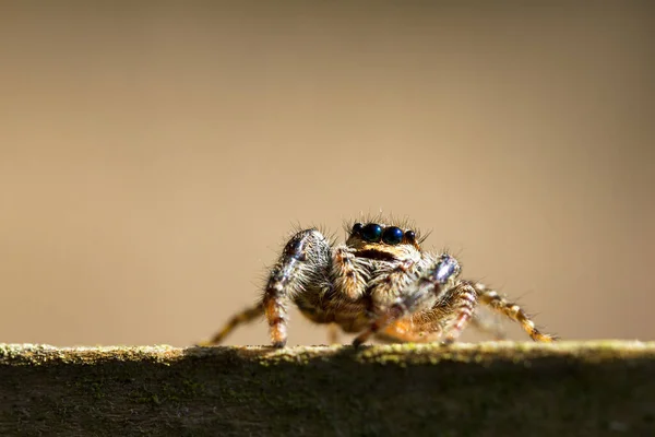 Macro Close Uma Aranha Saltitante Família Salticidae — Fotografia de Stock
