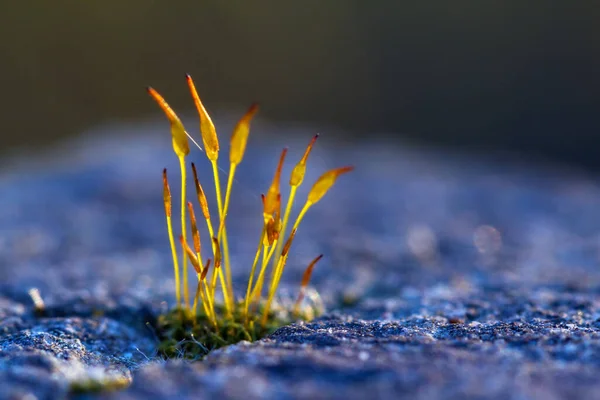 Close Planta Jovem Com Fundo Borrado — Fotografia de Stock