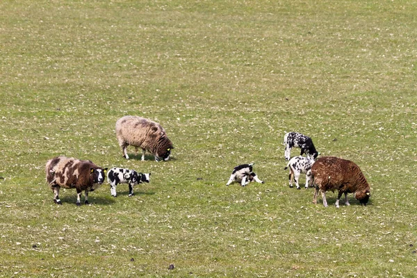 Herd Van Schapen Die Buiten Grazen — Stockfoto