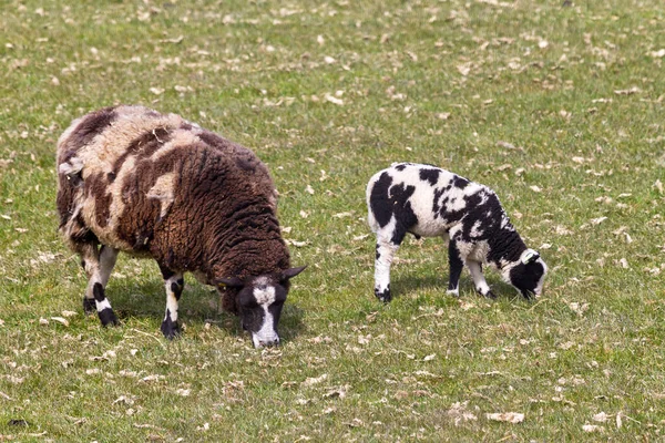 Άγρια Πρόβατα Βόσκησης Εξωτερικούς Χώρους — Φωτογραφία Αρχείου