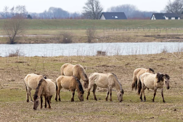 Cavalos Konik Equus Ferus Caballus Parque Nacional Blauwe Kamer Wageningen — Fotografia de Stock