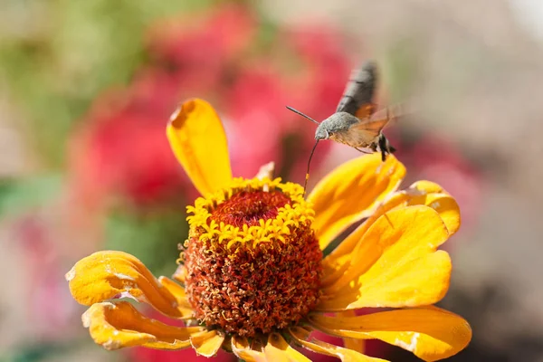 Falena falco farfalla raccoglie nettare — Foto Stock