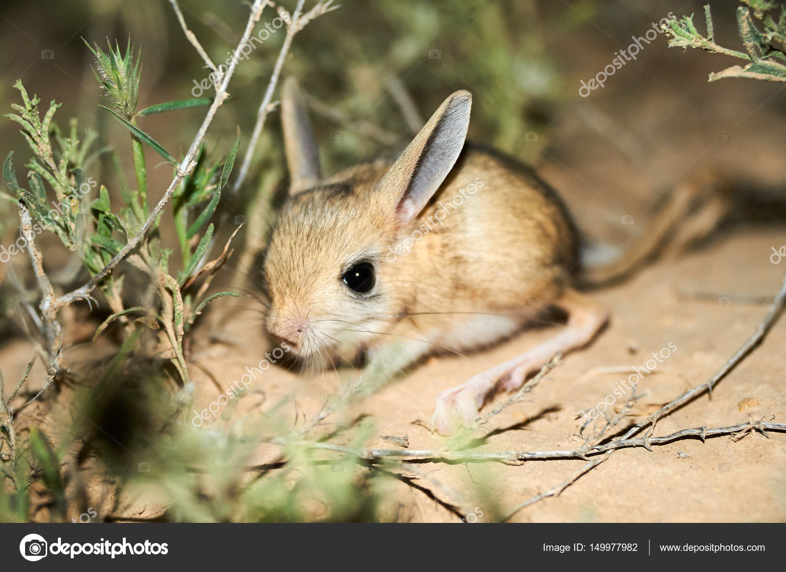 Jerboa steppe animal — Stock Photo © Yerbolat #149977982