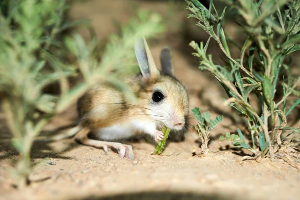 Jerboa - estepe animal — Fotografia de Stock