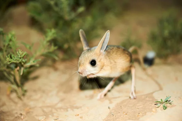 Jerboa - animal de steppe — Photo