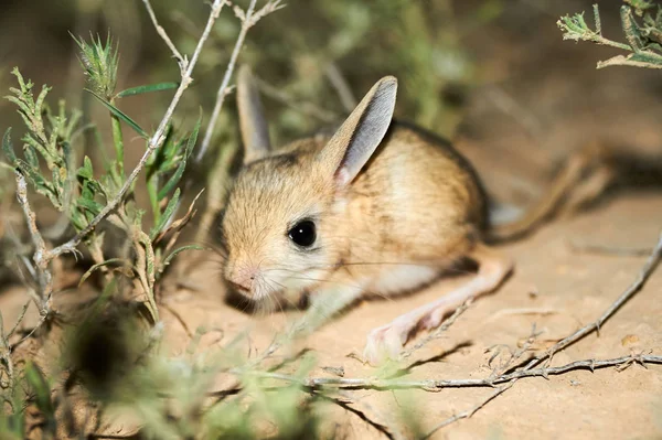 Jerboa - animal de steppe — Photo