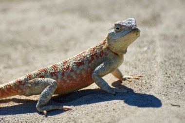 Agama kertenkele. Kertenkele aile Agamidae yaklaşık beş düzine tür içerir.