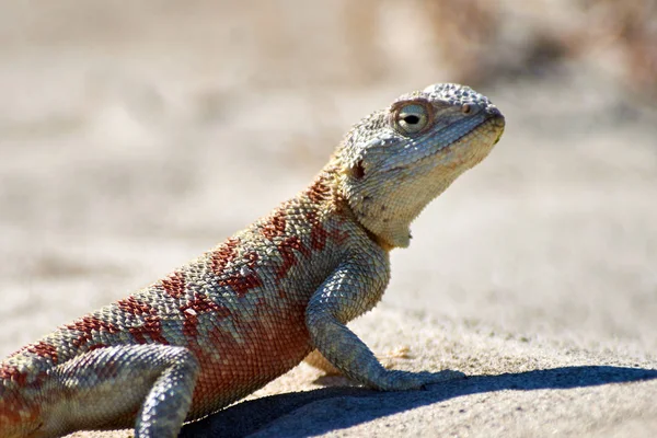 Lézard Agama. La famille des lézards Agamidae contient environ cinq douzaines d'espèces . — Photo