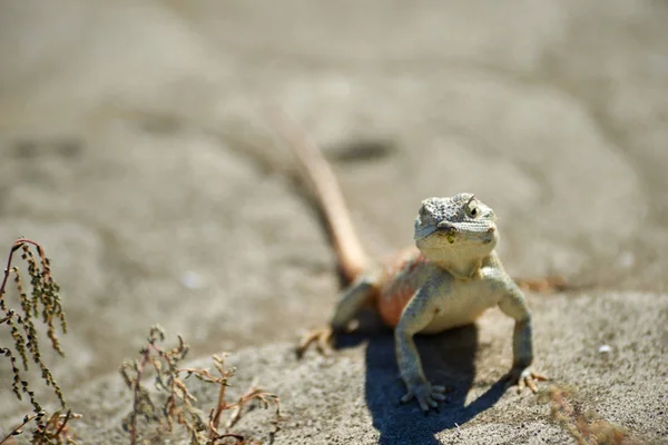 Lézard Agama. La famille des lézards Agamidae contient environ cinq douzaines d'espèces . — Photo