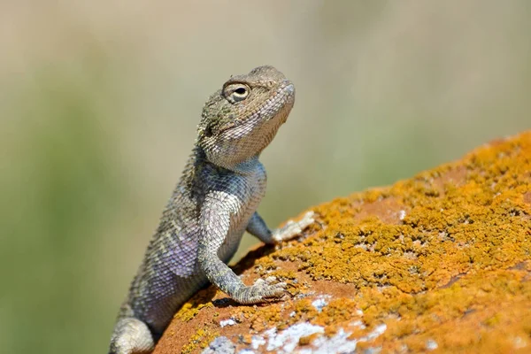 Agama lizard. The lizard family Agamidae contains about five dozen species. — Stock Photo, Image