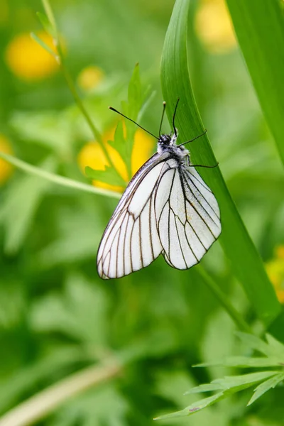 Papillon blanc Aporia crataegi — Photo