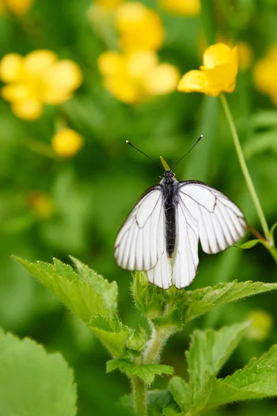 Fehér pillangó Aporia Anisi — Stock Fotó