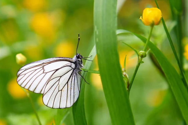 Papillon blanc Aporia crataegi — Photo