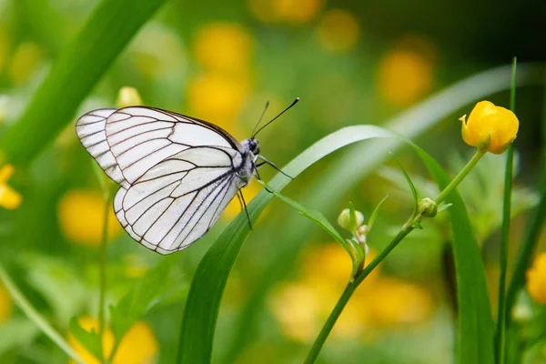 Fehér pillangó Aporia Anisi — Stock Fotó