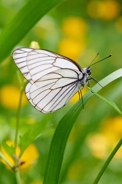 Papillon blanc Aporia crataegi — Photo