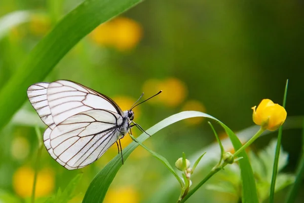 Papillon blanc Aporia crataegi — Photo