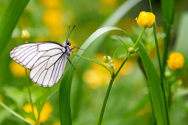 Papillon blanc Aporia crataegi — Photo