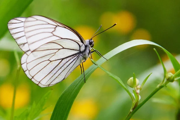 Papillon blanc Aporia crataegi — Photo