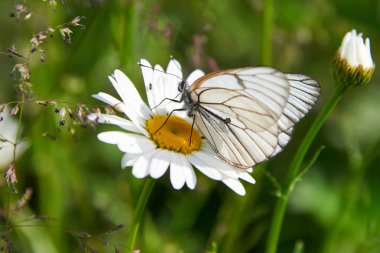 Beyaz kelebek Aporia crataegi