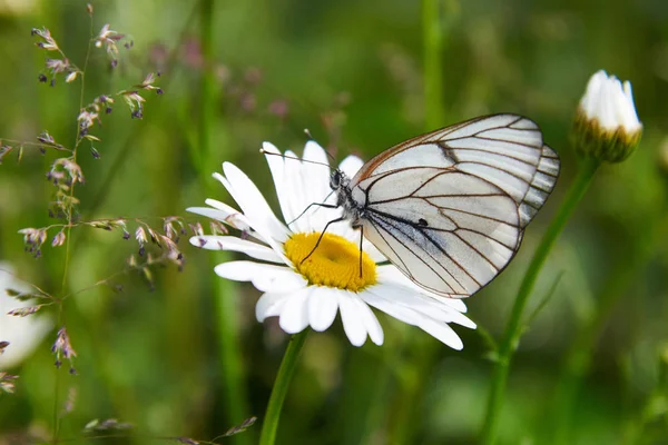 Papillon blanc Aporia crataegi — Photo