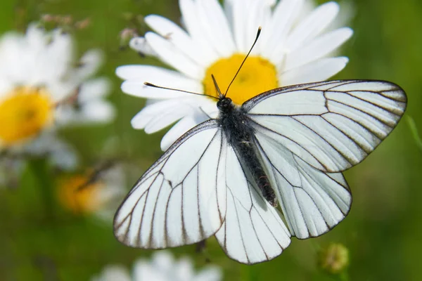 Farfalla bianca Aporia crataegi — Foto Stock