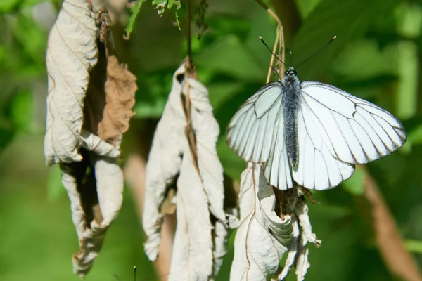 Papillon blanc Aporia crataegi — Photo