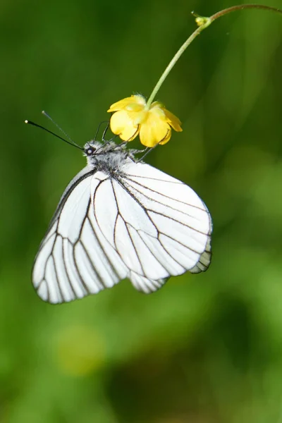 Fehér pillangó Aporia Anisi — Stock Fotó
