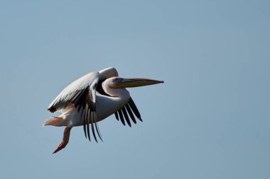 Pelikan. Pelikan aileyi Pelecanidae yapar büyük su kuşları cinsi vardır. Onlar uzun gagası ile karakterizedir ve büyük boğazını kese balık yakalamak için kullanılan.