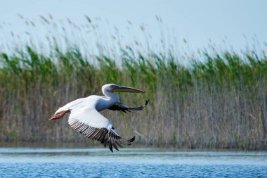 Pelikan. Pelikan aileyi Pelecanidae yapar büyük su kuşları cinsi vardır. Onlar uzun gagası ile karakterizedir ve büyük boğazını kese balık yakalamak için kullanılan.