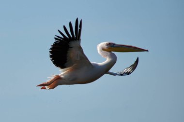 Pelikan. Pelikan aileyi Pelecanidae yapar büyük su kuşları cinsi vardır. Onlar uzun gagası ile karakterizedir ve büyük boğazını kese balık yakalamak için kullanılan.