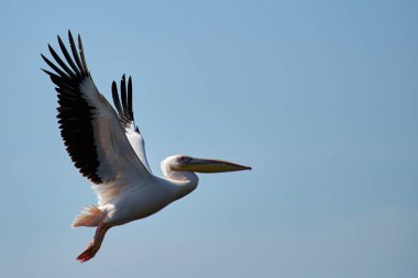 Pelikan. Pelikan aileyi Pelecanidae yapar büyük su kuşları cinsi vardır. Onlar uzun gagası ile karakterizedir ve büyük boğazını kese balık yakalamak için kullanılan.