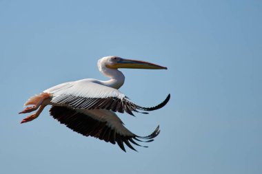 Pelikan. Pelikan aileyi Pelecanidae yapar büyük su kuşları cinsi vardır. Onlar uzun gagası ile karakterizedir ve büyük boğazını kese balık yakalamak için kullanılan.