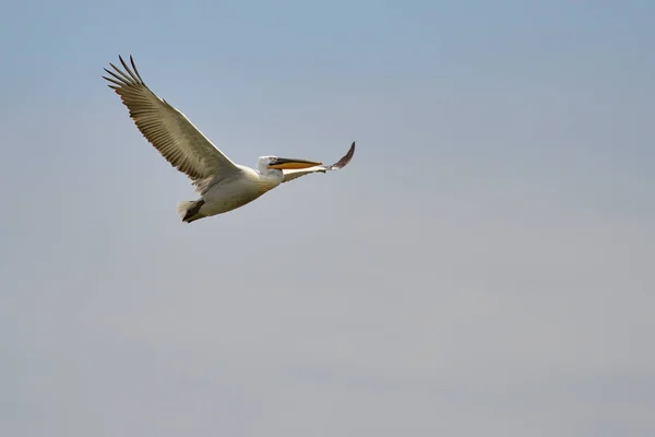 Pelicano. Pelicans é um género de ave da família Pelecanidae. Eles são caracterizados por um bico longo e uma bolsa de garganta grande usado para a captura de pesca . — Fotografia de Stock