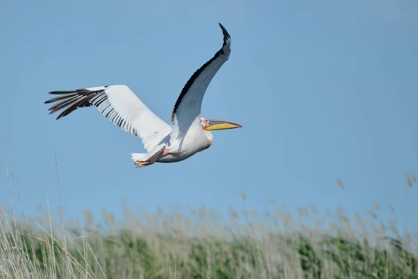 Pelicano. Pelicans é um género de ave da família Pelecanidae. Eles são caracterizados por um bico longo e uma bolsa de garganta grande usado para a captura de pesca . — Fotografia de Stock