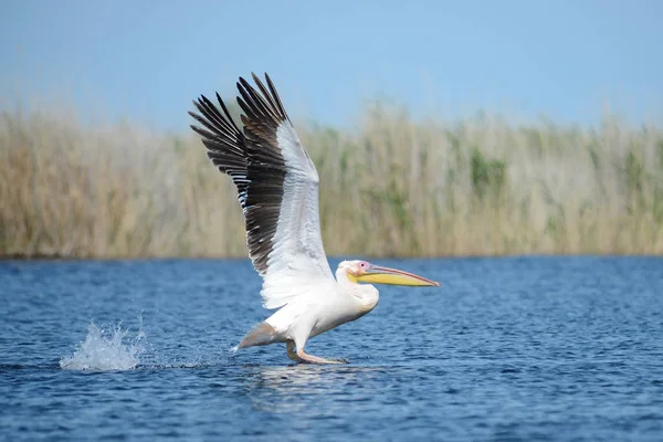 Pelikan. Pelikan aileyi Pelecanidae yapar büyük su kuşları cinsi vardır. Onlar uzun gagası ile karakterizedir ve büyük boğazını kese balık yakalamak için kullanılan.