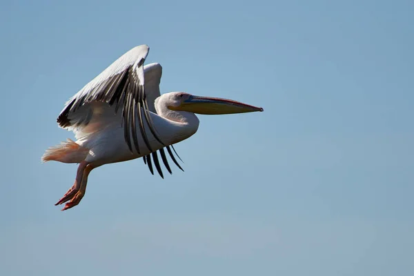 ペリカン。ペリカンは、家族の Pelecanidae を構成する大型の水鳥の属です。それらは長いくちばしによって特徴付けられるし、大きな喉袋が釣りをキャッチするために使用. — ストック写真