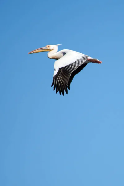 Pelikan. Pelikan aileyi Pelecanidae yapar büyük su kuşları cinsi vardır. Onlar uzun gagası ile karakterizedir ve büyük boğazını kese balık yakalamak için kullanılan.