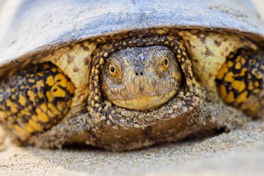 Avrupa marsh kaplumbağa (Emys orbicularis)