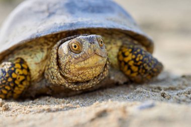 Avrupa marsh kaplumbağa (Emys orbicularis)