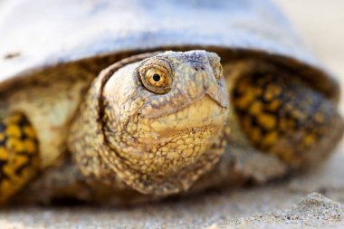 Avrupa marsh kaplumbağa (Emys orbicularis)