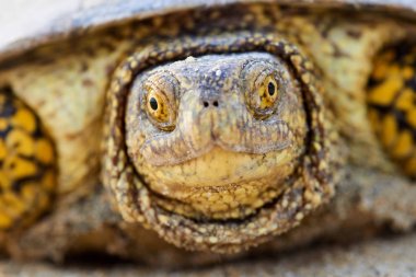 Avrupa marsh kaplumbağa (Emys orbicularis)