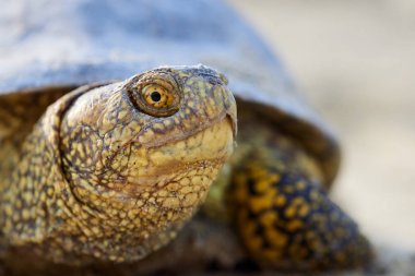 Avrupa marsh kaplumbağa (Emys orbicularis)