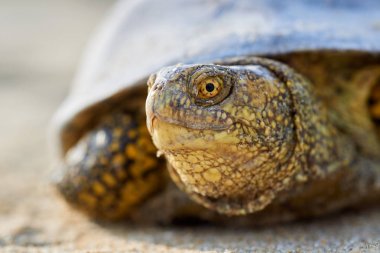 Avrupa marsh kaplumbağa (Emys orbicularis)