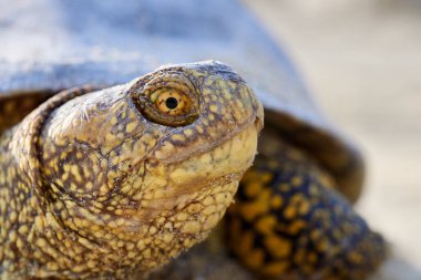 Avrupa marsh kaplumbağa (Emys orbicularis)