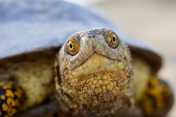 Europeiska marsh sköldpaddan (Emys orbicularis) — Stockfoto